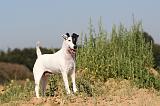 FOX TERRIER POIL LISSE 130